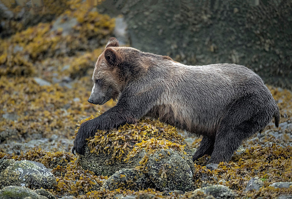 253 Brown Bear (Ursus arctos) - BC