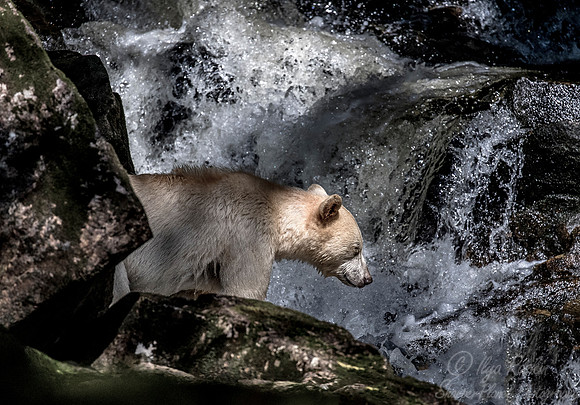 067 Spirit (Black) Bear (Ursus americanus kermodei) - BC