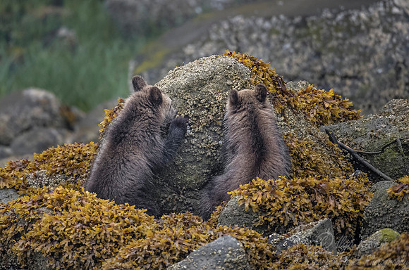 254 Brown Bear Cubs (Ursus arctos) - BC