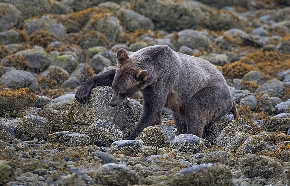 248 Brown Bear (Ursus arctos) - BC