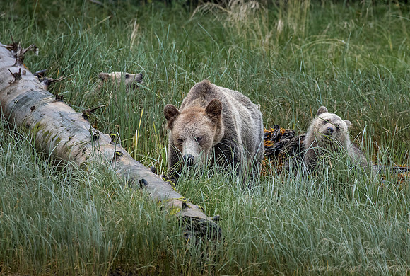 226 Brown Bears (Ursus arctos) - BC