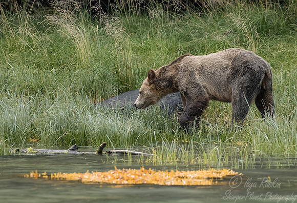 225 Brown Bear (Ursus arctos) - BC