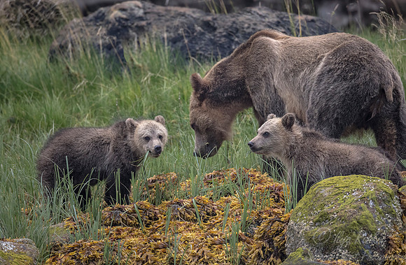 234 Brown Bears (Ursus arctos) - BC