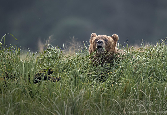 237 Brown Bear (Ursus arctos) - BC