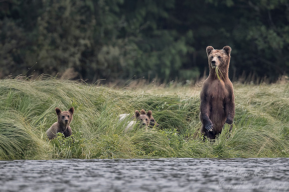 239 Brown Bears (Ursus arctos) - BC