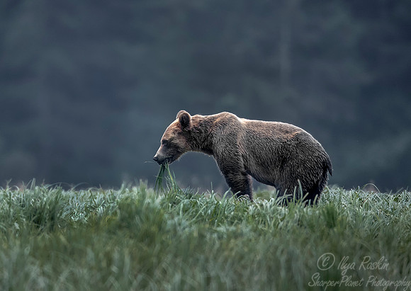 236 Brown Bear (Ursus arctos) - BC