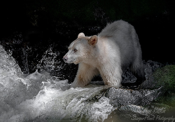064 Spirit (Black) Bear (Ursus americanus kermodei) - BC