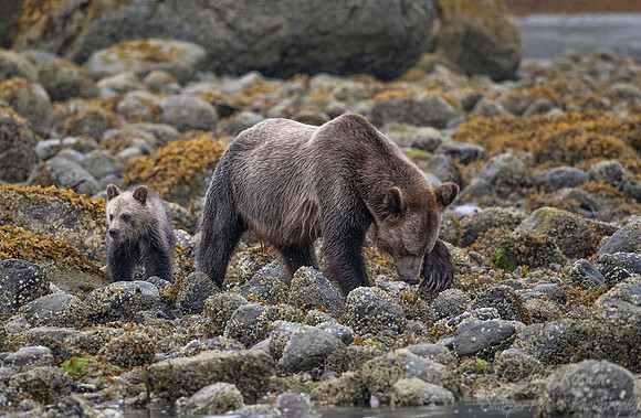 247 Brown Bears (Ursus arctos) - BC