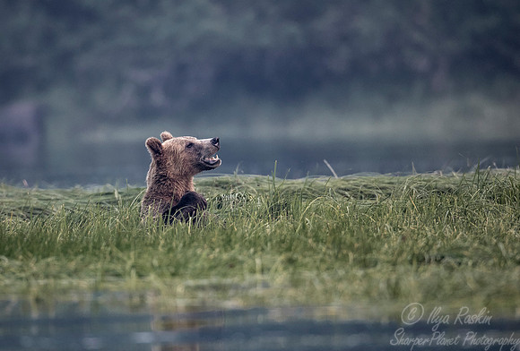 232 Brown Bear (Ursus arctos) - BC
