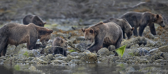 244 Brown Bears (Ursus arctos) - BC
