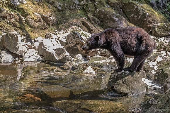 082 American Black Bear (Ursus americanus) - BC