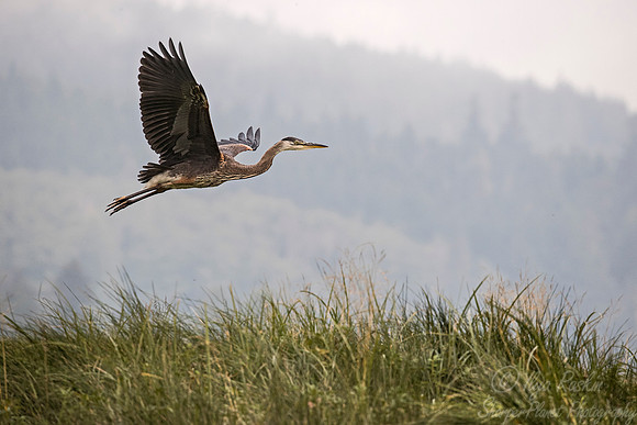 266 Great Bue Heron (Ardea herodias) - BC