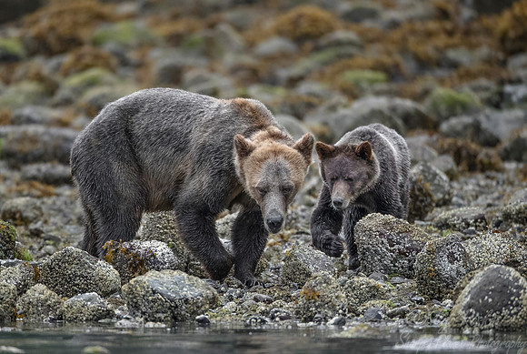 260 Brown Bears (Ursus arctos) - BC