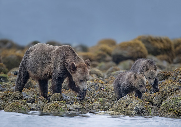 246 Brown Bears (Ursus arctos) - BC