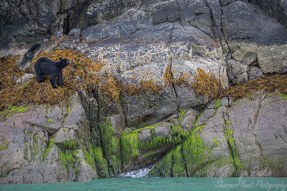 077 American Black Bear (Ursus americanus) - BC