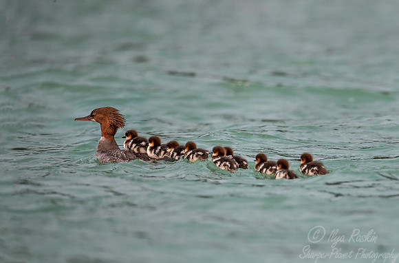 272 Common Merganser (Mergus merganser) - BC