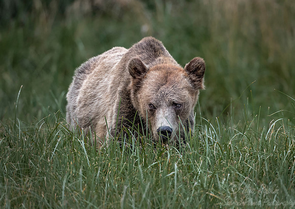 241 Brown Bear (Ursus arctos) - BC