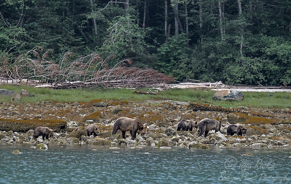243 Brown Bears (Ursus arctos) - BC