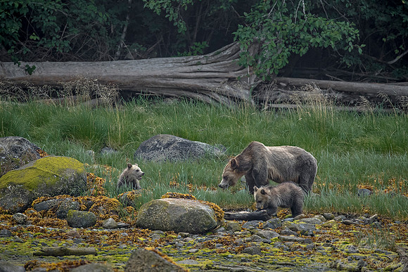 224 Brown Bears (Ursus arctos) - BC