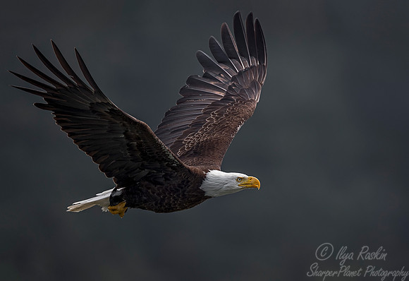 280  Bald Eagle (Haliaeetus leucocephalus) - BC