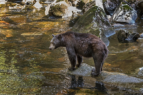 081 American Black Bear (Ursus americanus) - BC