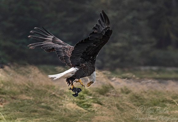 282 Bald Eagle (Haliaeetus leucocephalus) with guillemot chick - BC