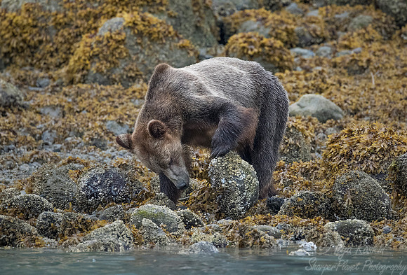 249 Brown Bear (Ursus arctos) - BC