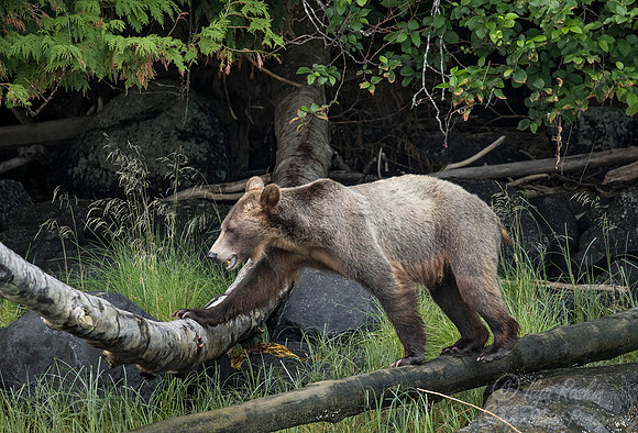 227 Brown Bear (Ursus arctos) - BC