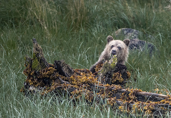 235 Brown Bear Cub (Ursus arctos) - BC