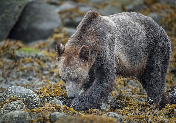 259 Brown Bear (Ursus arctos) - BC