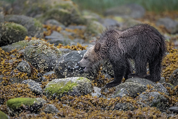 257 Brown Bear Cub (Ursus arctos) - BC