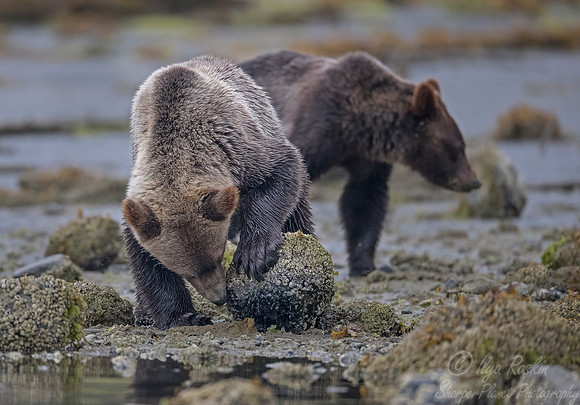 251 Brown Bears (Ursus arctos) - BC