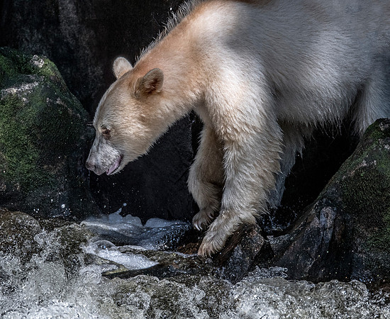 065 Spirit (Black) Bear (Ursus americanus kermodei) - BC
