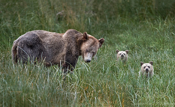 240 Brown Bears (Ursus arctos) - BC
