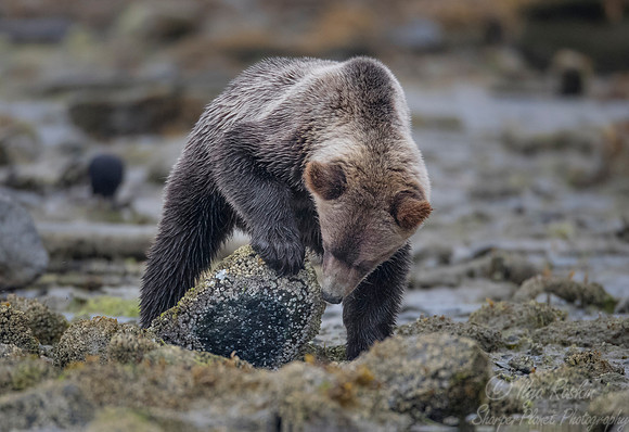 250 Brown Bear (Ursus arctos) - BC