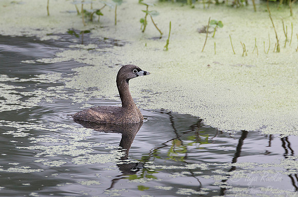 270 Pied-billed Grebe (Podilymbus podiceps) - Lake Martin - LA