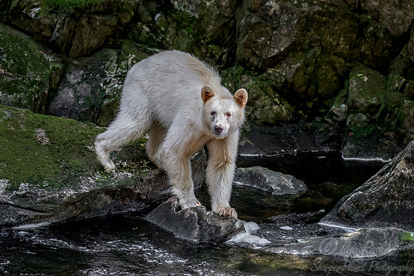 075 Spirit (Black) Bear (Ursus americanus kermodei) - BC