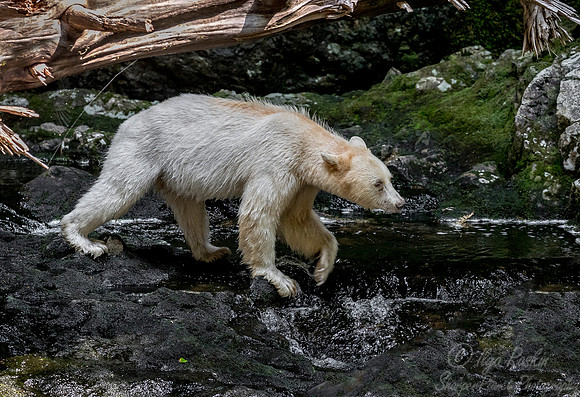 073 Spirit (Black) Bear (Ursus americanus kermodei) - BC