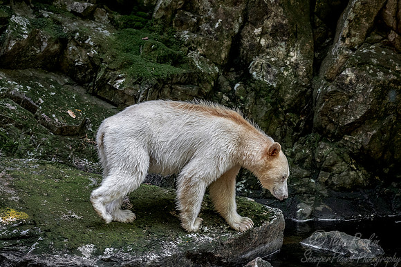 074 Spirit (Black) Bear (Ursus americanus kermodei) - BC