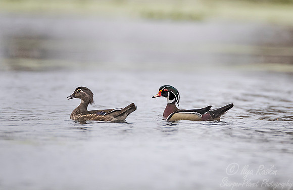 262 Wood Ducks (Aix sponsa) - Lake Martin LA