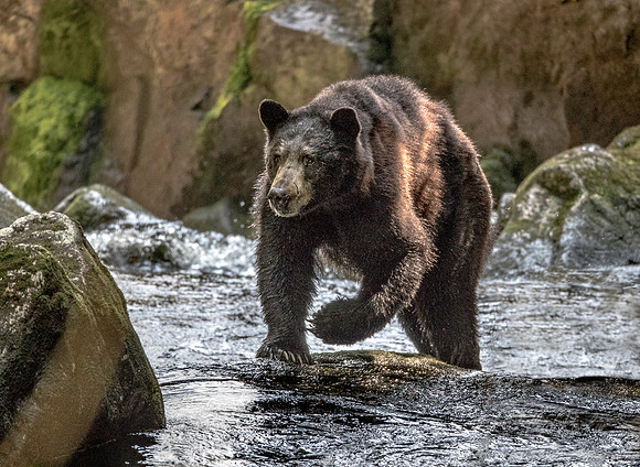 078 American Black Bear (Ursus americanus) - BC