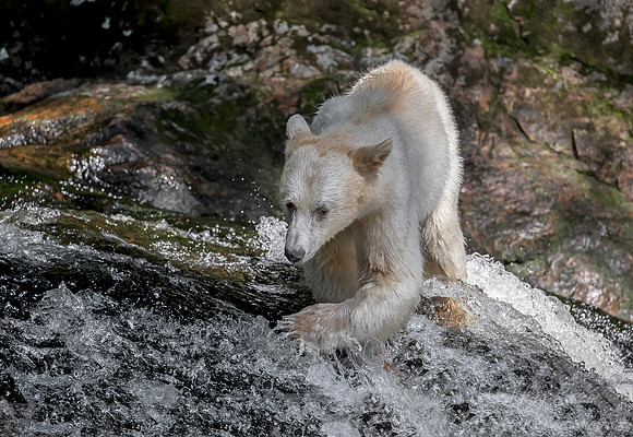072 Spirit (Black) Bear (Ursus americanus kermodei) - BC