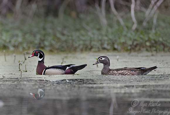 264 Wood Ducks (Aix sponsa) - Lake Martin LA
