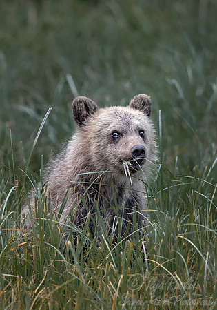 238 Brown Bear Cub (Ursus arctos) - BC