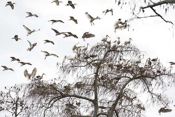 263 American White Ibises (Eudocimus albus) - Lake Martin LA