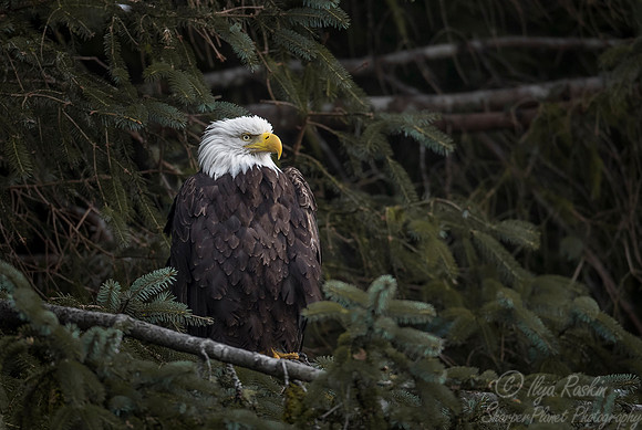 281 Bald Eagle (Haliaeetus leucocephalus) - BC