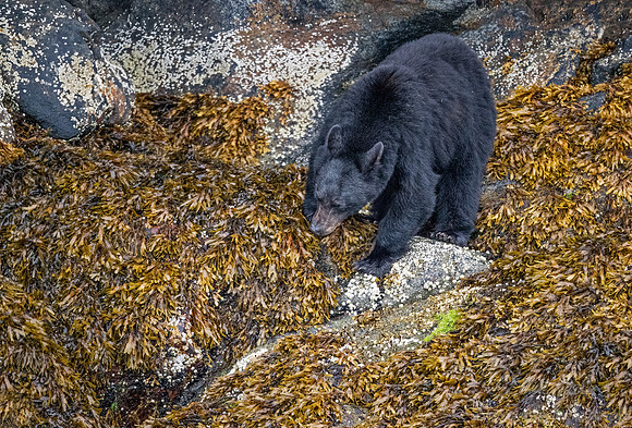 076 American Black Bear (Ursus americanus) - BC