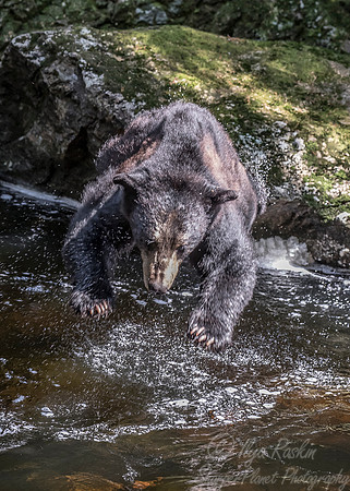 079 American Black Bear (Ursus americanus) - BC