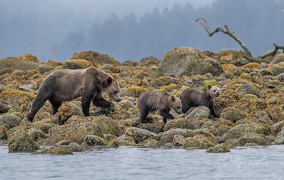245 Brown Bears (Ursus arctos) - BC