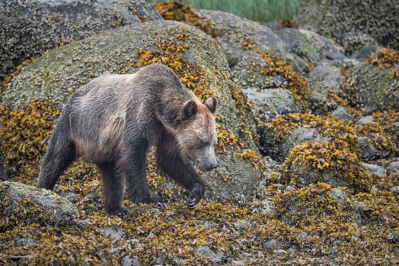 258 Brown Bear (Ursus arctos) - BC